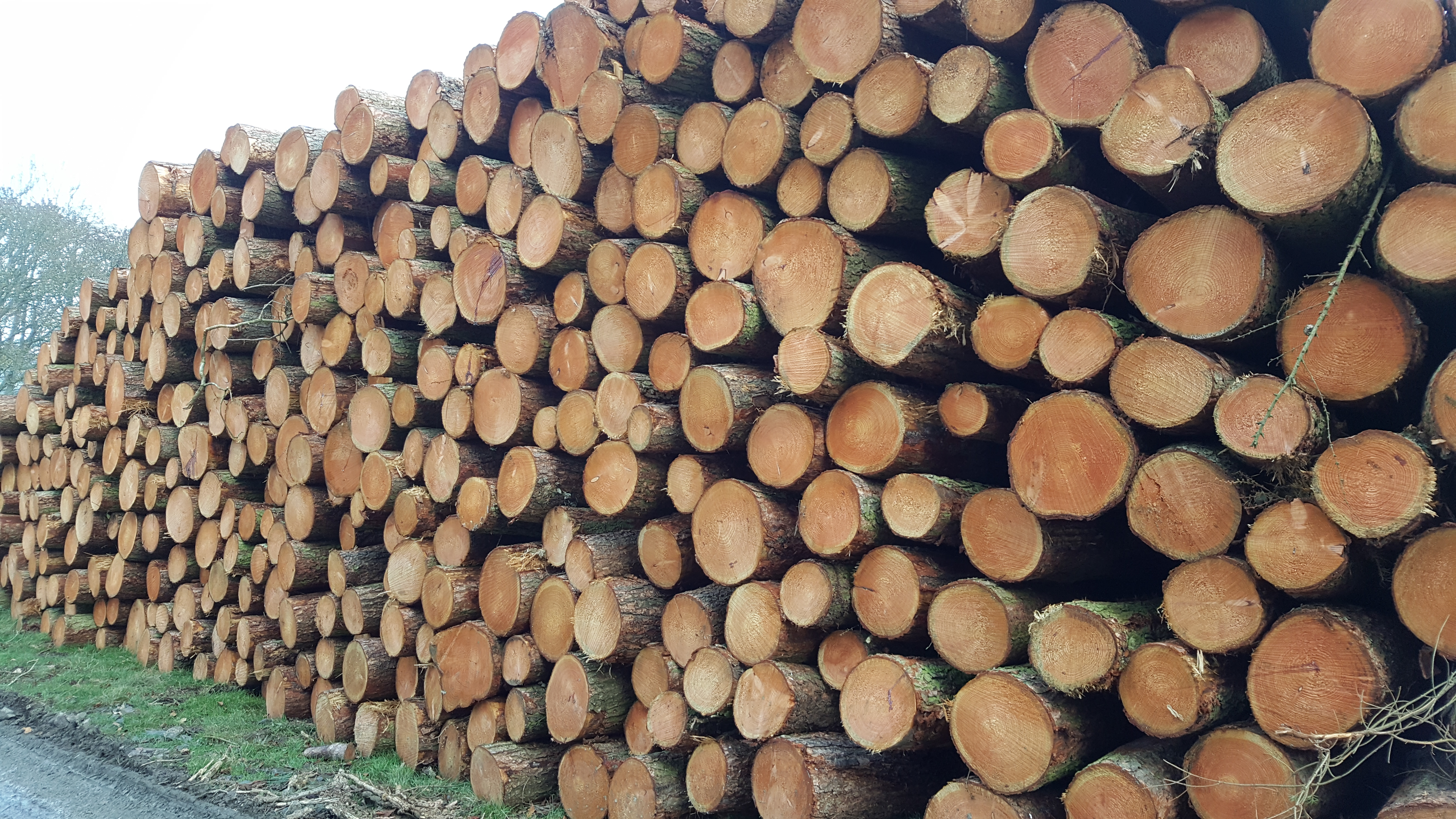 Timber Stacks